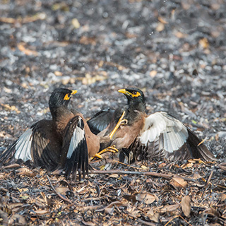 Kabini - Vechtende Jungle-mainas